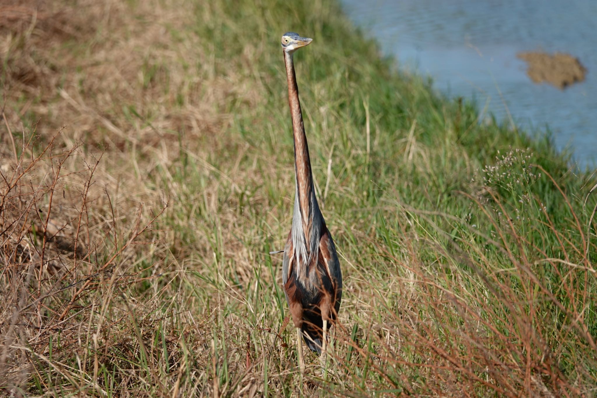 Purple Heron