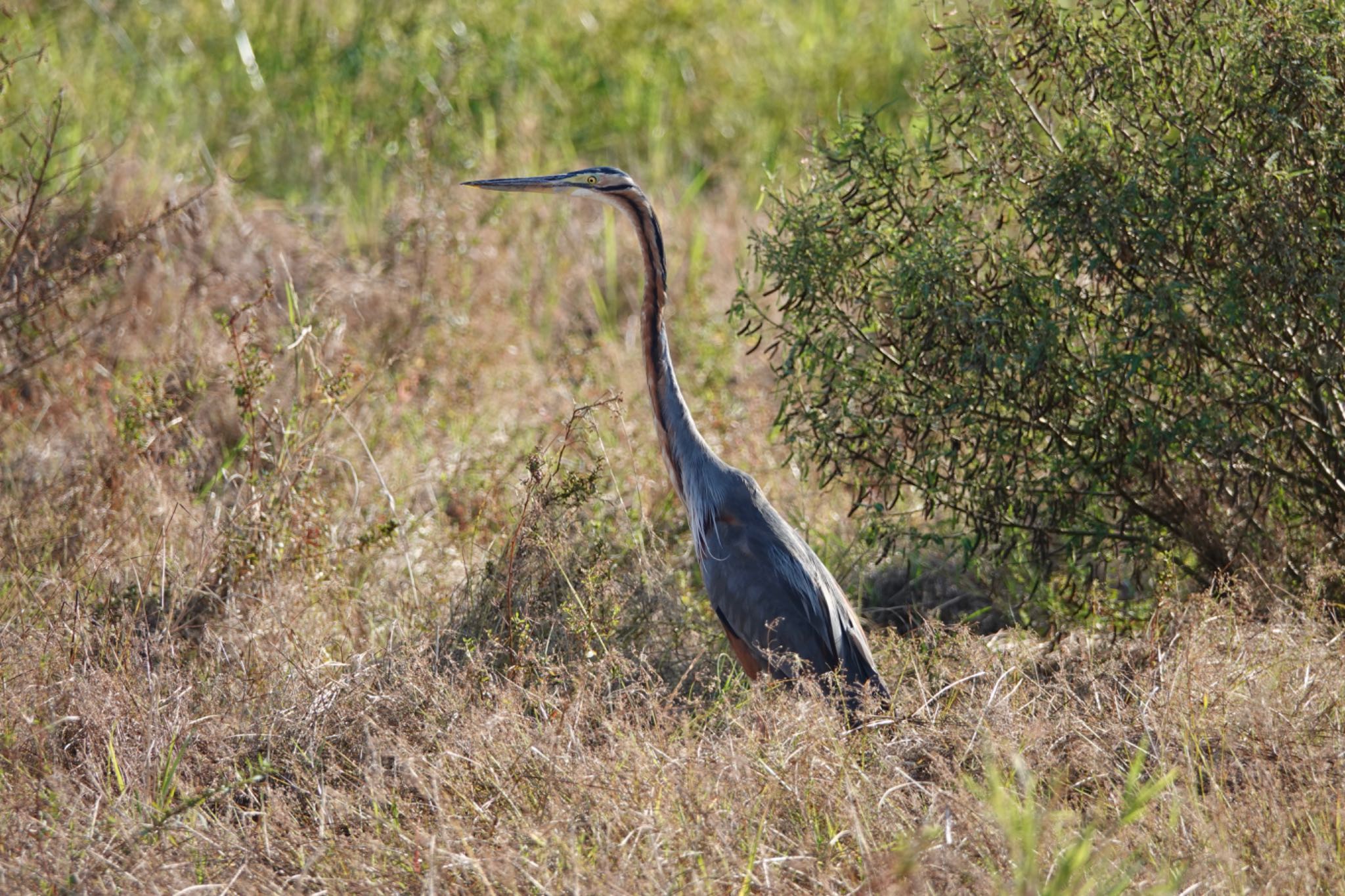 Purple Heron