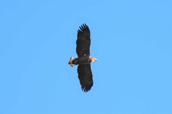 White-tailed Eagle Izunuma Sat, 12/18/2021