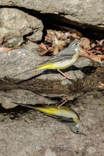 Grey Wagtail 錦織公園 Thu, 12/9/2021