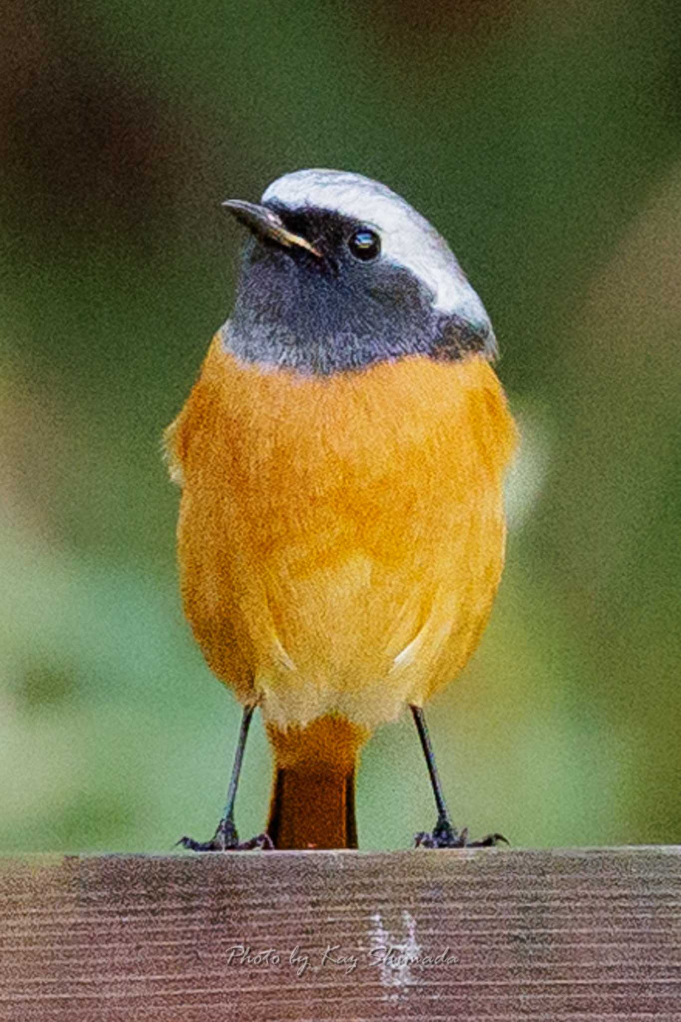 Photo of Daurian Redstart at 錦織公園 by 島田和彦