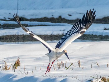 コウノトリ 兵庫県立コウノトリの郷公園 2020年12月29日(火)