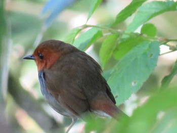 Japanese Robin 田代山 Fri, 6/9/2017