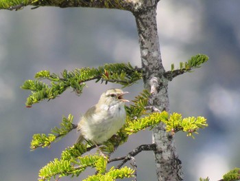 Japanese Bush Warbler 帝釈山 Fri, 6/9/2017