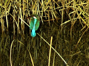 カワセミ 箱根 2021年12月11日(土)