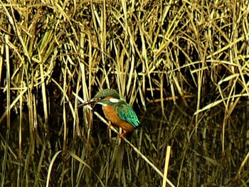 カワセミ 箱根 2021年12月11日(土)