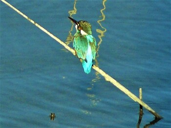 カワセミ 箱根 2021年12月11日(土)