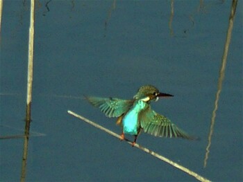 2021年12月11日(土) 箱根の野鳥観察記録