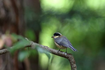 Varied Tit 三島 楽寿園 Sat, 6/10/2017