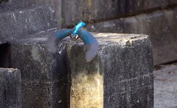 2021年12月20日(月) 茶臼山の野鳥観察記録