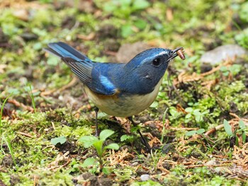 2021年12月17日(金) 不動ヶ池の野鳥観察記録