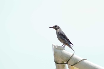 Blue Rock Thrush 三島 楽寿園 Sat, 6/10/2017