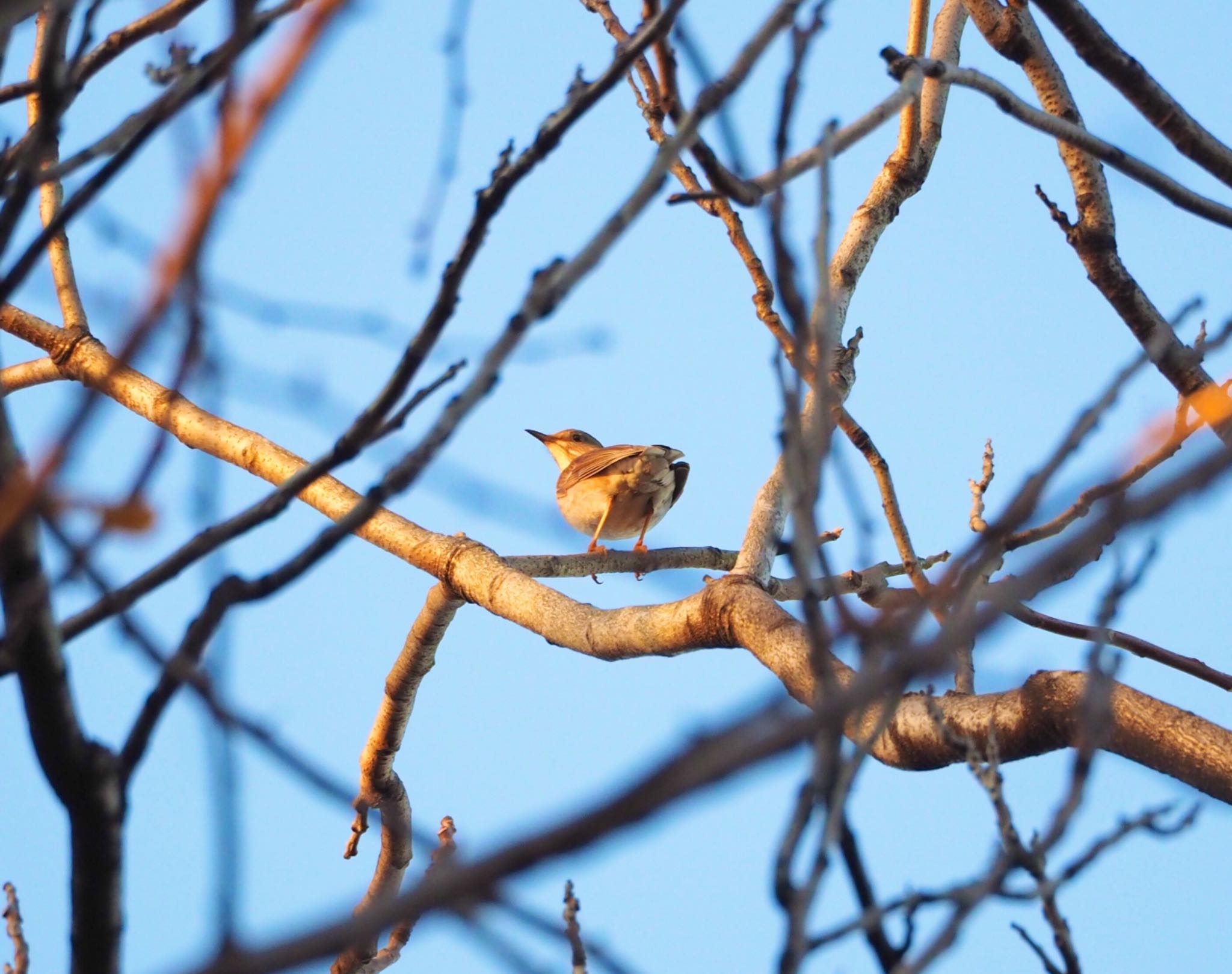 Pale Thrush