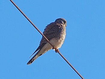 2021年12月20日(月) 静岡県西伊豆流し鳥見旅の野鳥観察記録