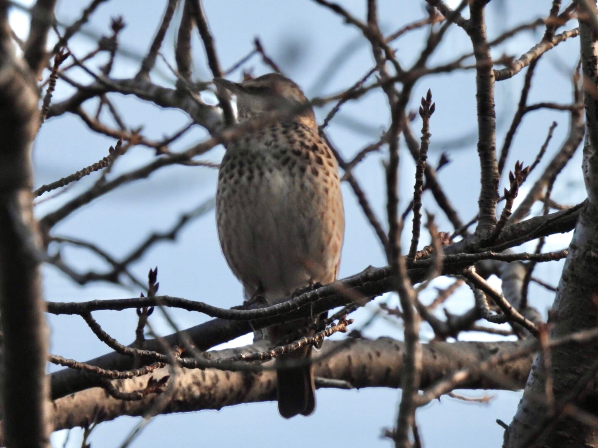 Photo of Dusky Thrush at 神戸大学 by カモちゃん