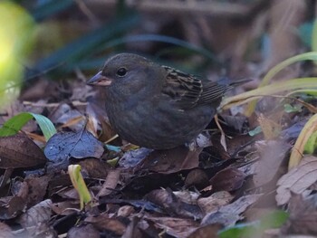 2021年12月18日(土) 多摩川トライアングルの野鳥観察記録