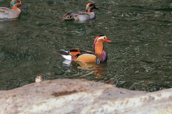 Mandarin Duck おしどりの里 Sat, 12/18/2021