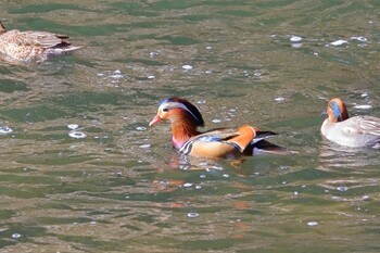 Mandarin Duck おしどりの里 Sat, 12/18/2021