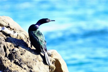 ヒメウ 平磯海岸 2021年12月19日(日)