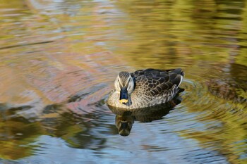 Eastern Spot-billed Duck Hikarigaoka Park Mon, 12/20/2021