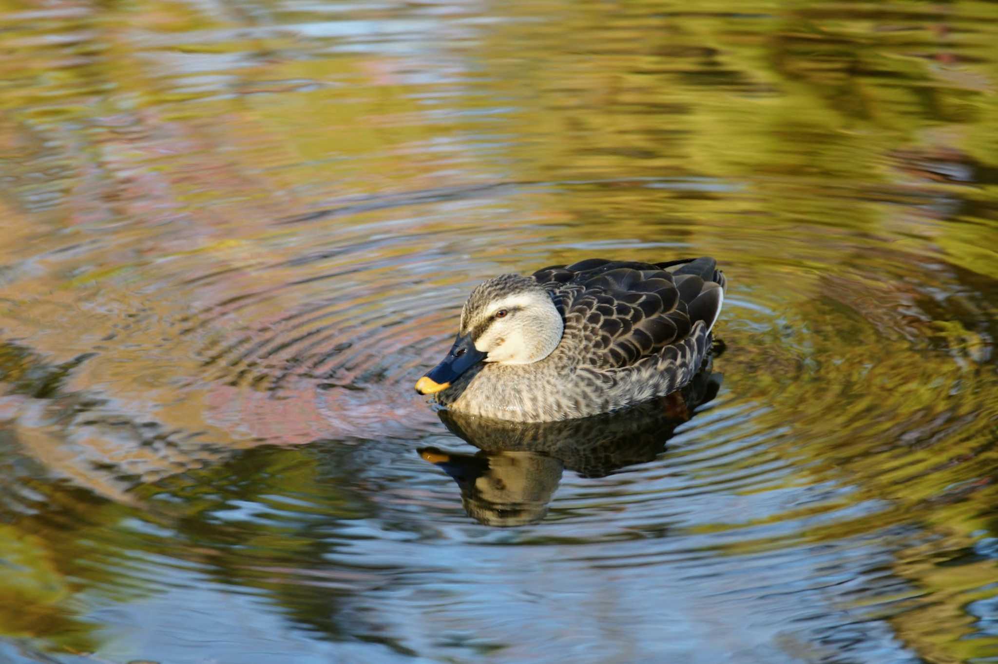 Photo of Eastern Spot-billed Duck at Hikarigaoka Park by そくば