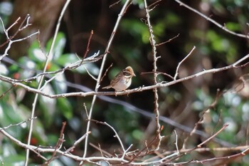 Rustic Bunting おしどりの里 Sat, 12/18/2021