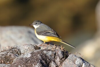 Grey Wagtail おしどりの里 Sat, 12/18/2021