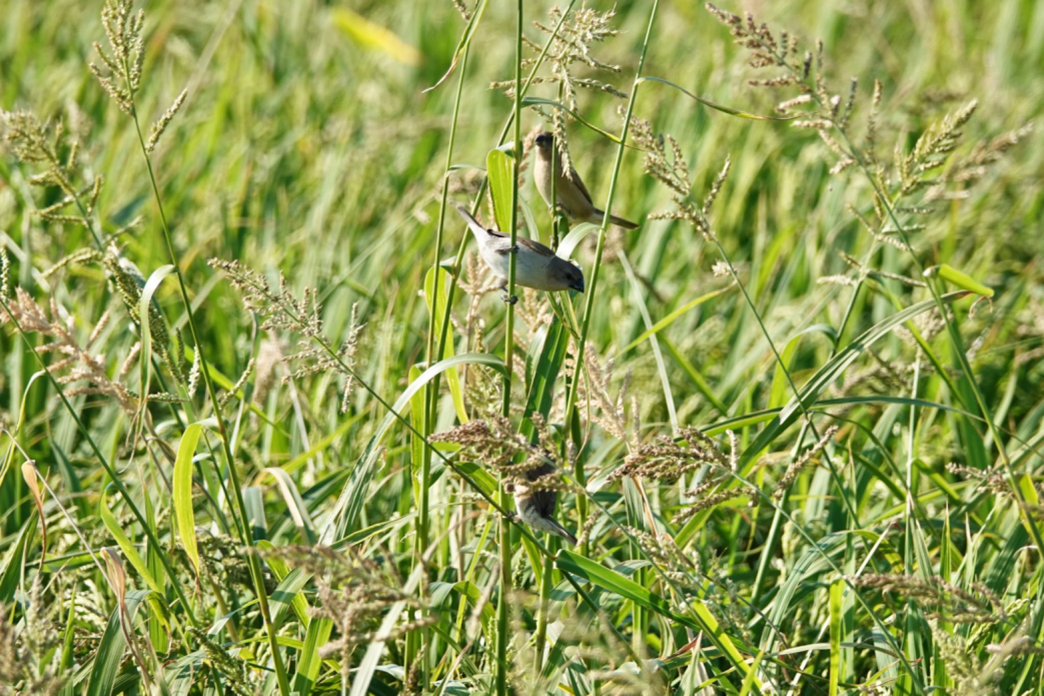 Scaly-breasted Munia