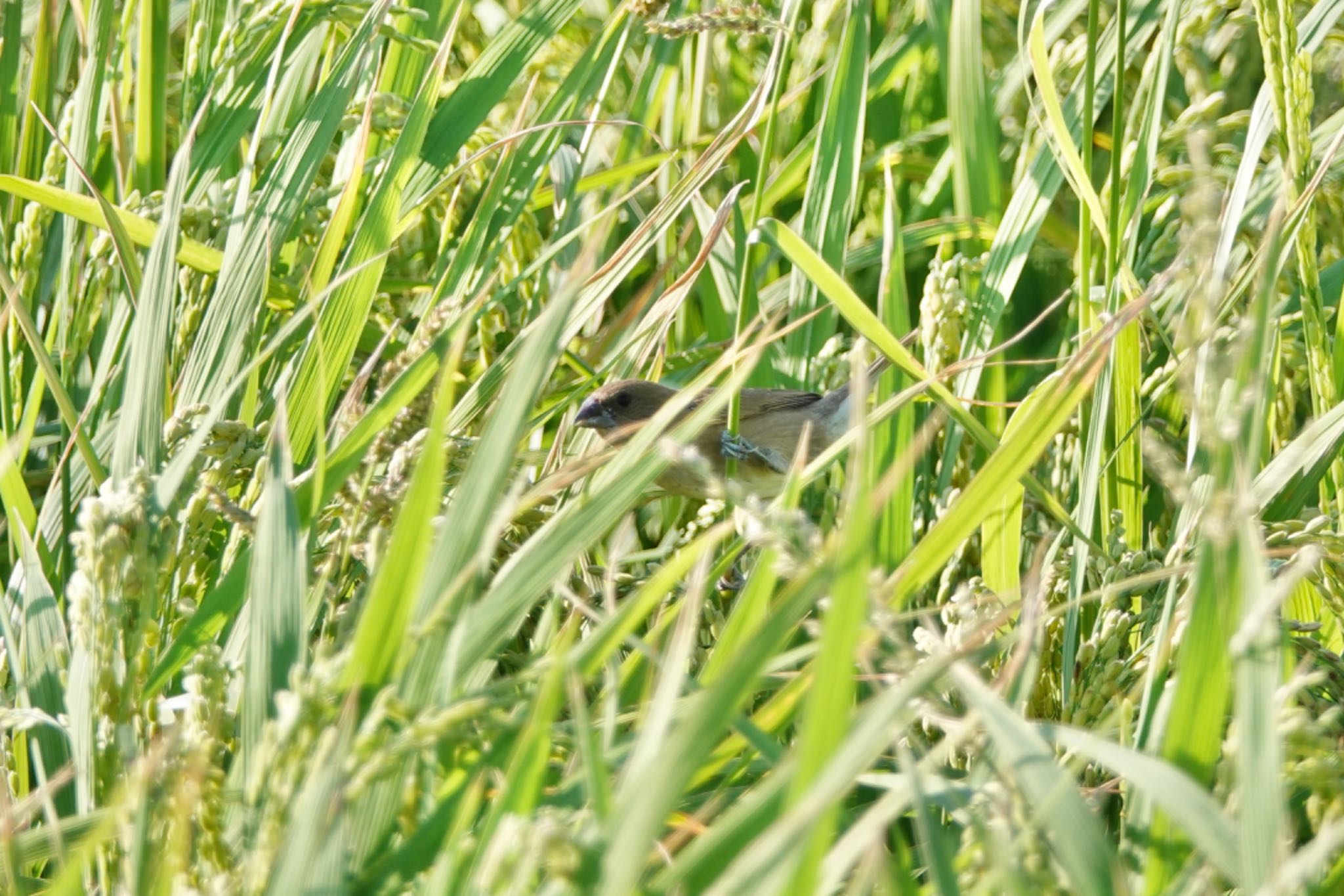 Scaly-breasted Munia