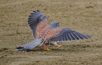 チョウゲンボウ 淀川河川公園 2021年12月21日(火)