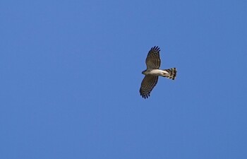 ハイタカ 城北公園 2021年12月21日(火)