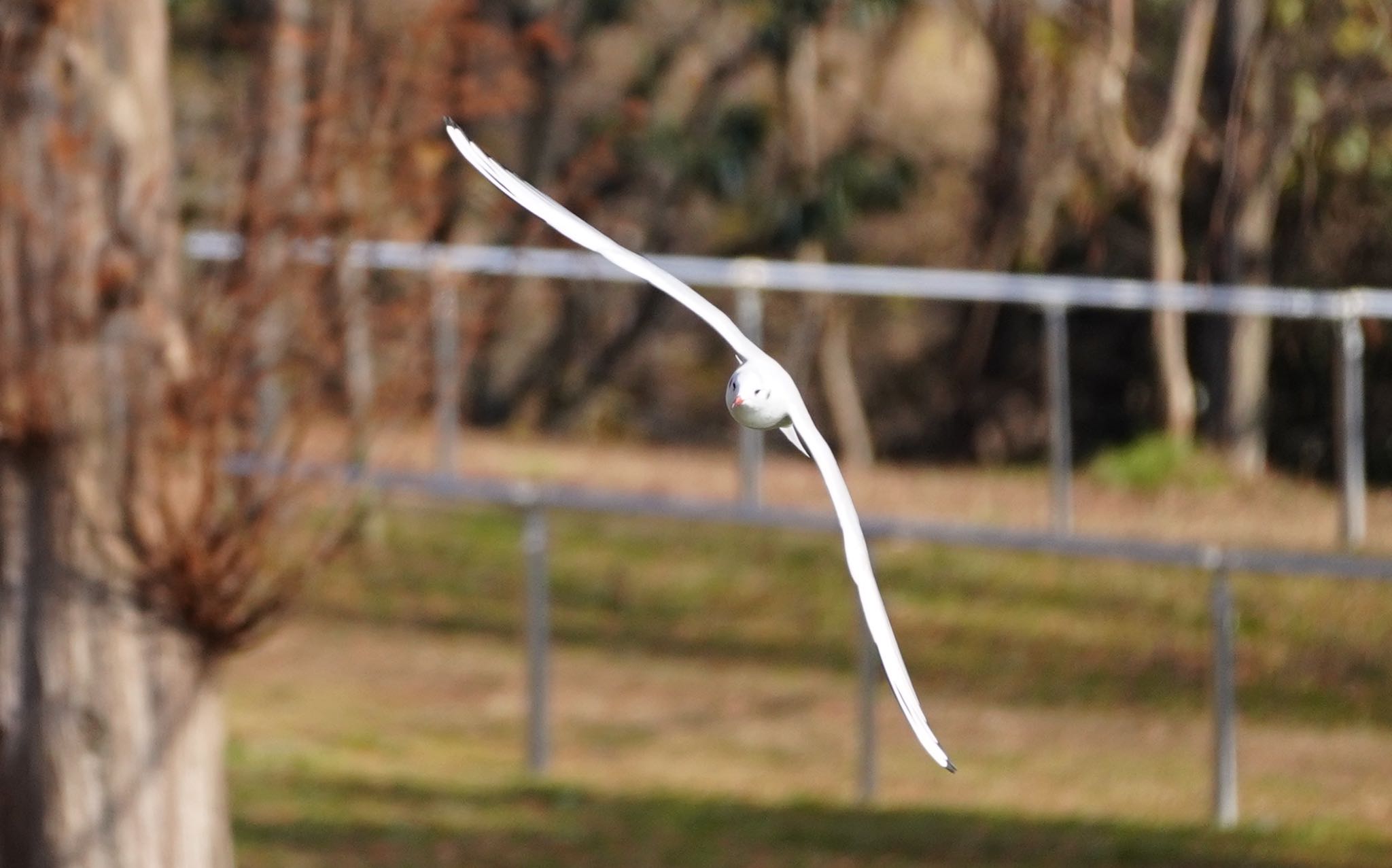 Photo of Common Gull at 城北公園 by アルキュオン