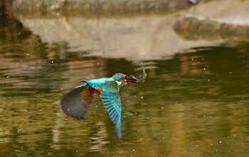 Common Kingfisher 城北公園 Tue, 12/21/2021