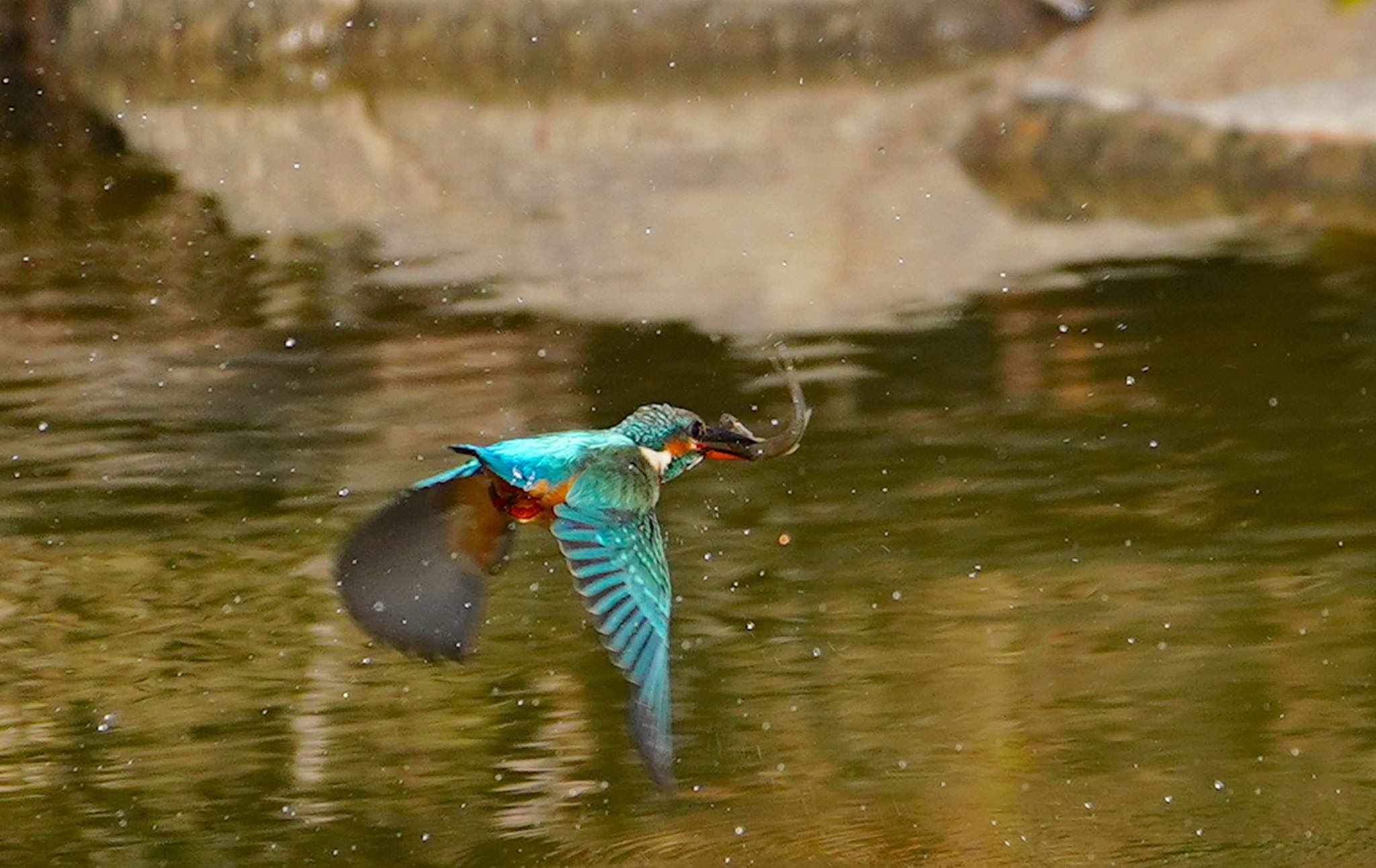 Photo of Common Kingfisher at 城北公園 by アルキュオン