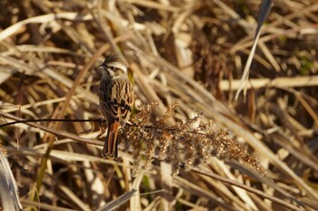 2021年12月21日(火) 手賀沼の野鳥観察記録