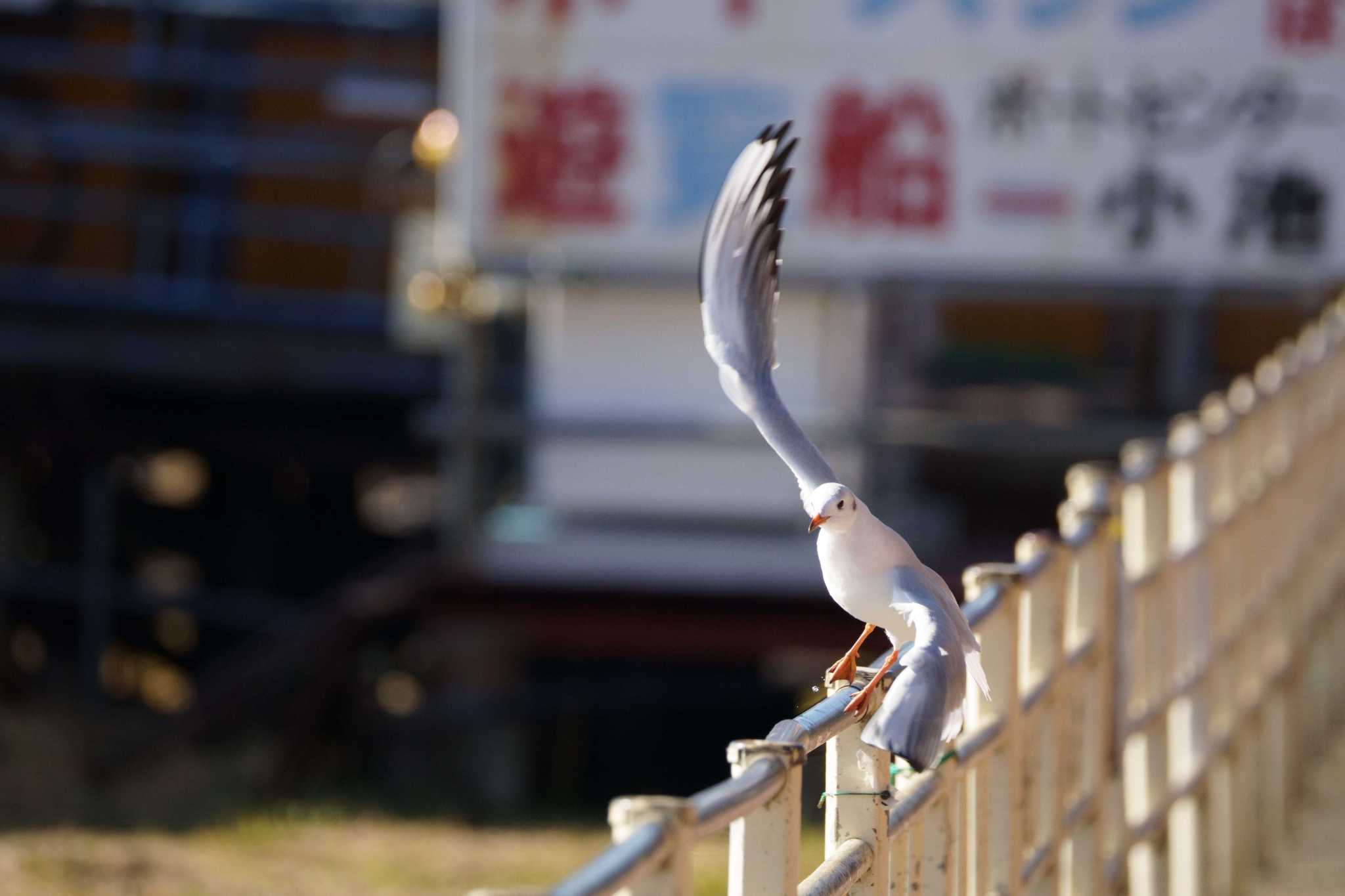 ユリカモメ