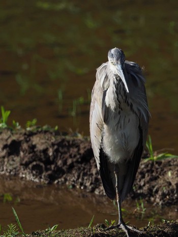 Grey Heron 近所 Fri, 6/2/2017