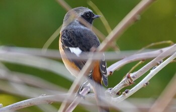 Daurian Redstart 城北公園 Tue, 12/21/2021