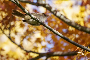 Japanese Bush Warbler 檜町公園(東京ミッドタウン) Wed, 12/15/2021