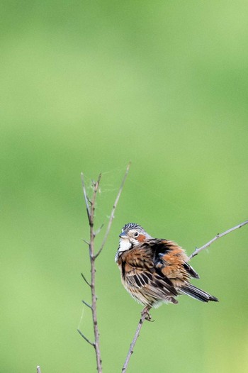 Chestnut-eared Bunting 山口県秋吉台 Sat, 6/10/2017