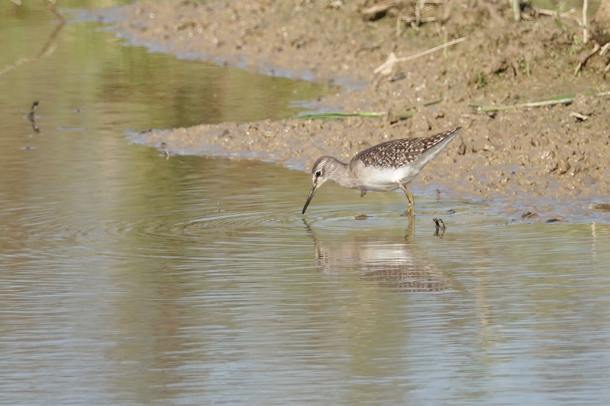 Wood Sandpiper