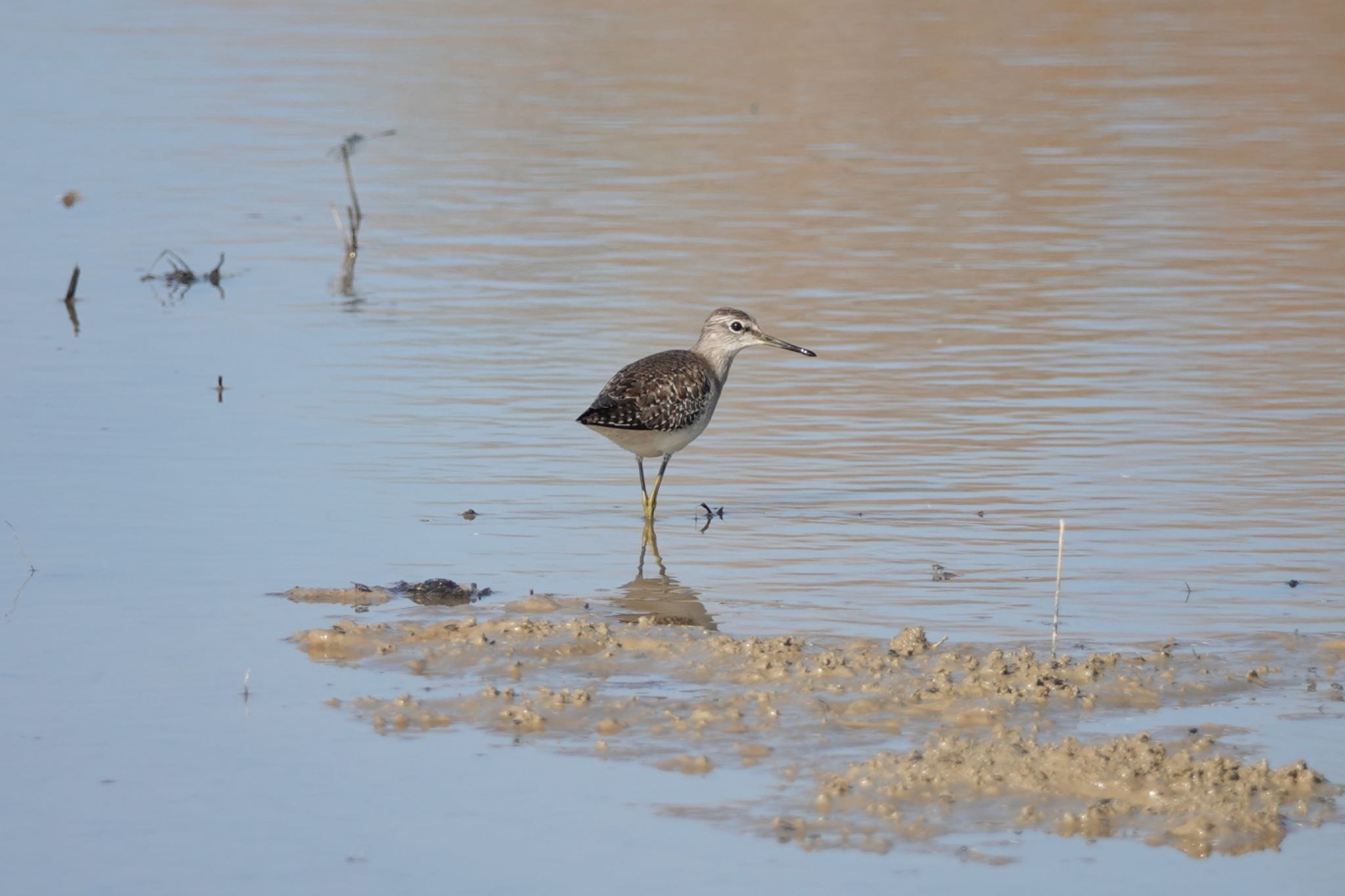 Wood Sandpiper