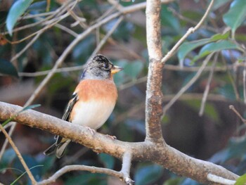 Brambling 市川市 Tue, 12/21/2021