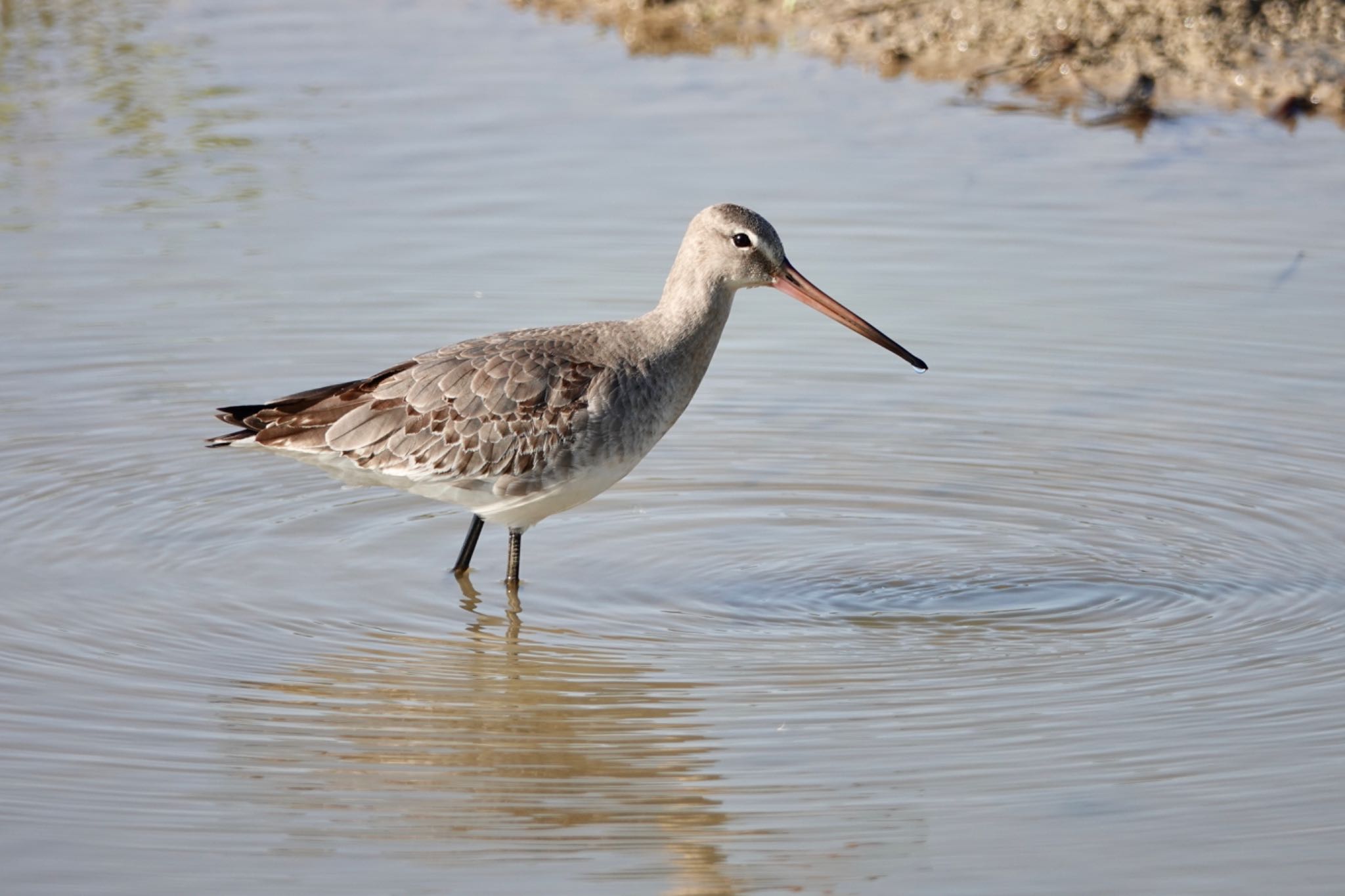 Black-tailed Godwit