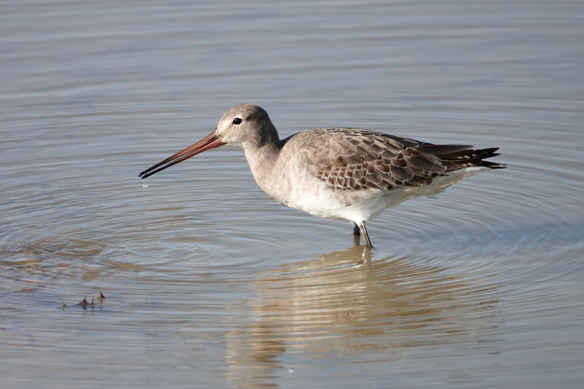 Photo of Black-tailed Godwit at Ishigaki Island by のどか