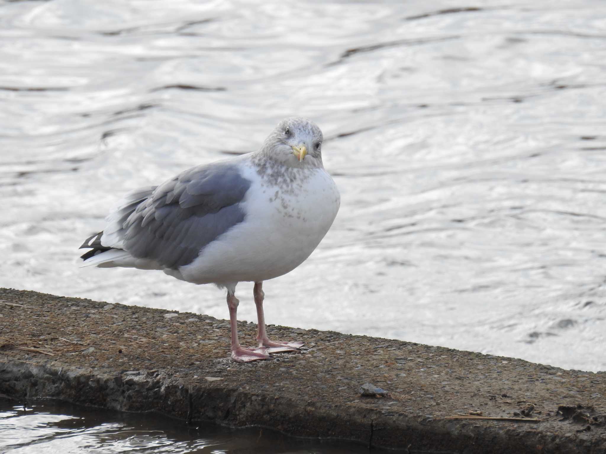 Vega Gull