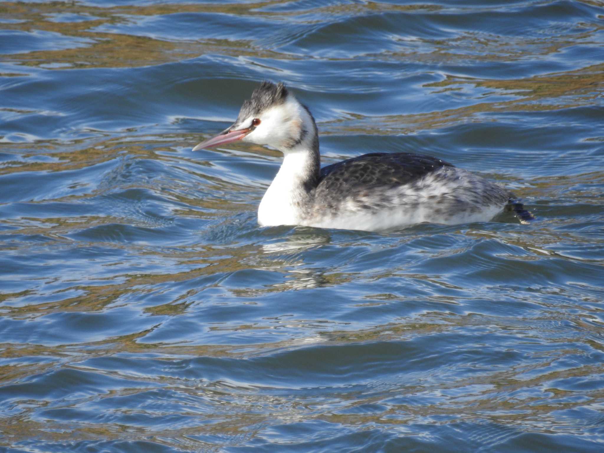 Great Crested Grebe