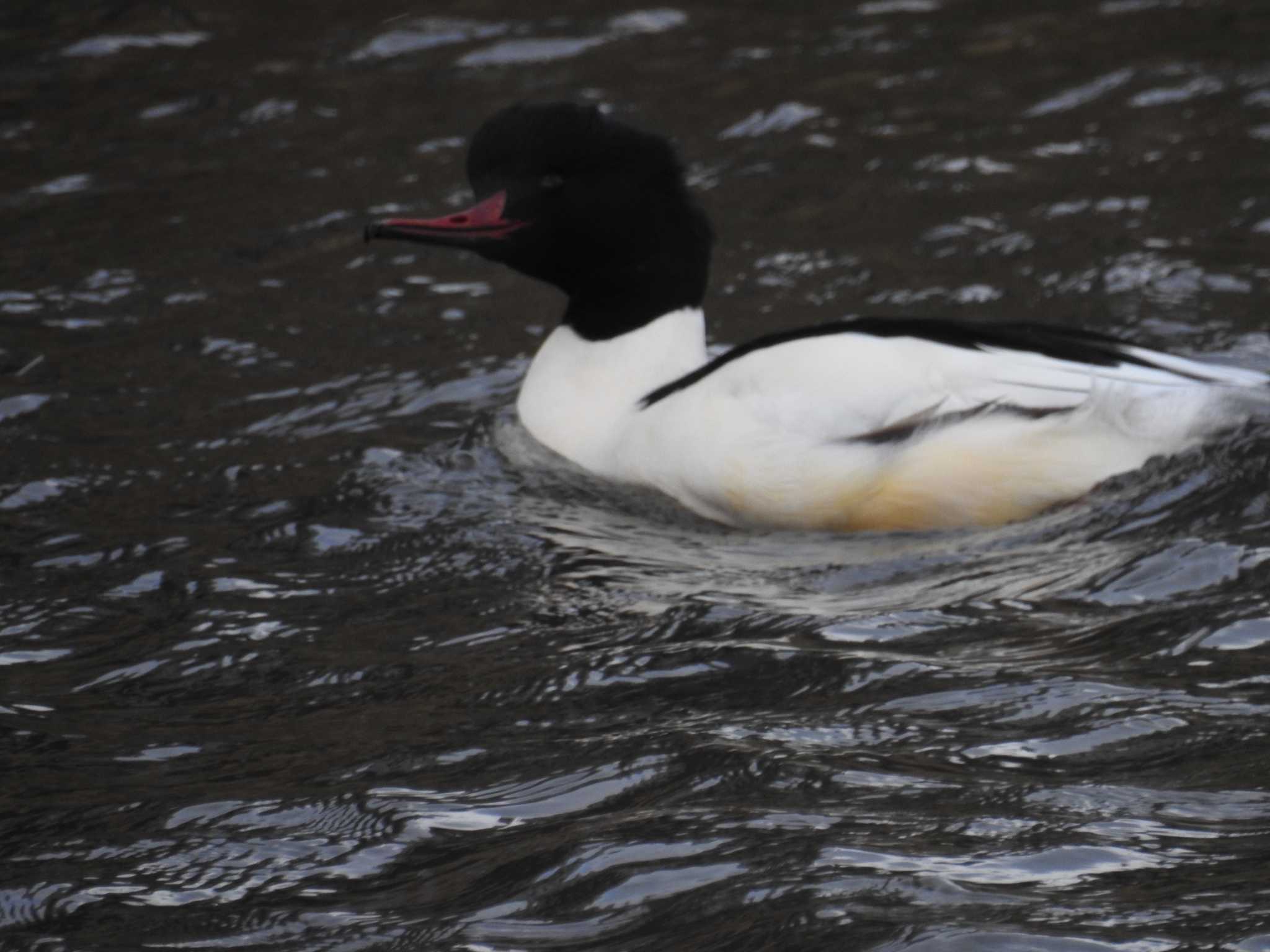 Common Merganser