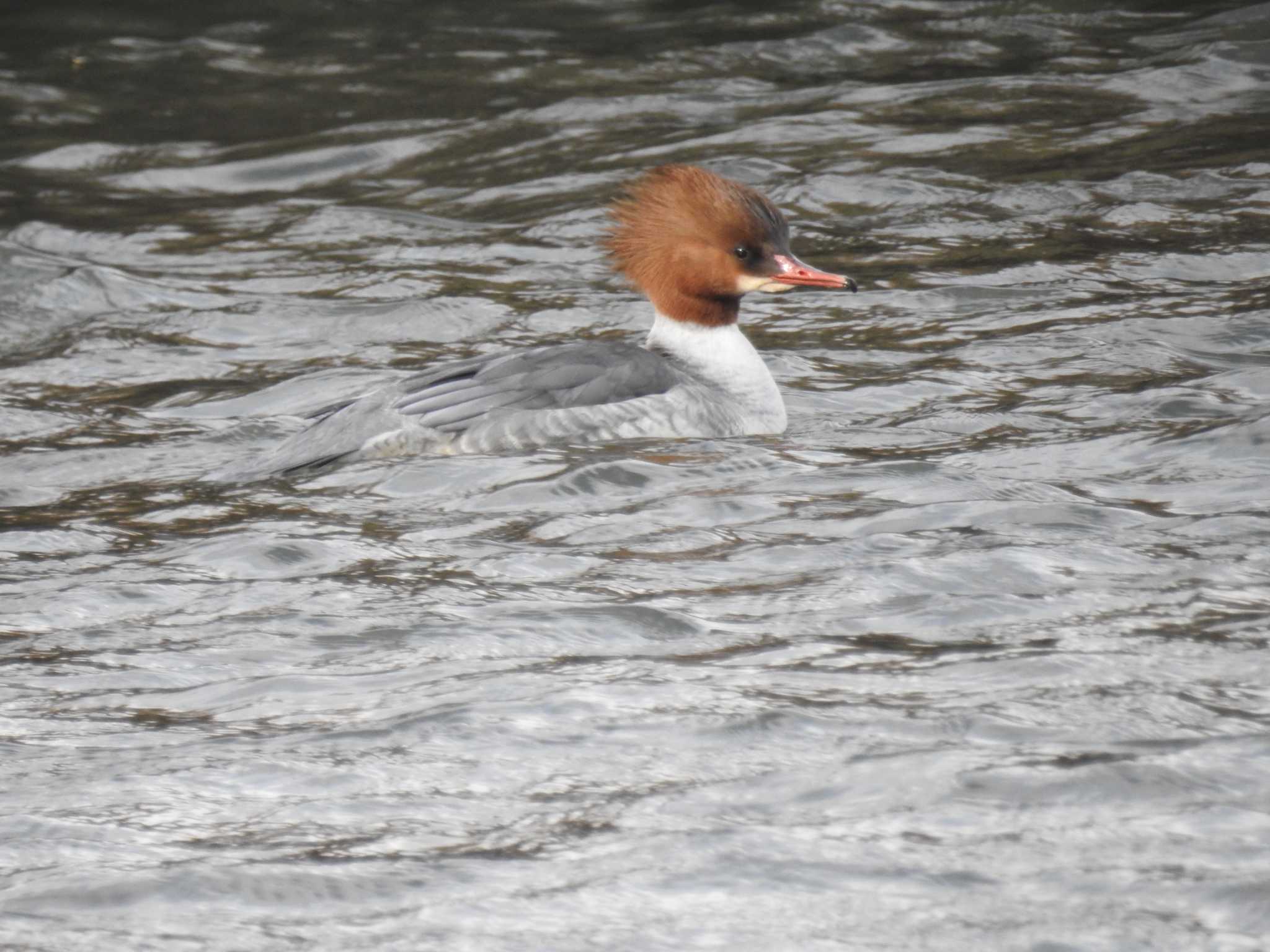 Common Merganser