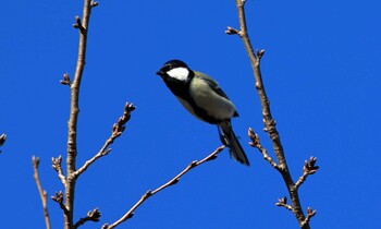 シジュウカラ 町田 2021年12月18日(土)